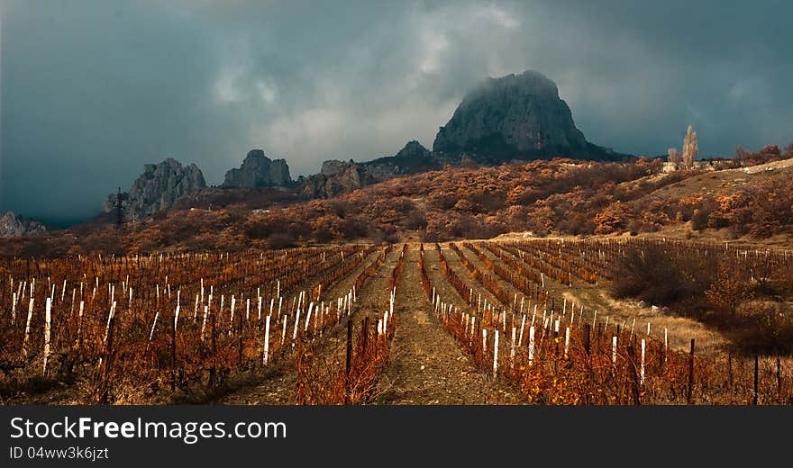 Vineyard In Crimea