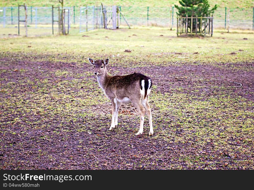 Small roe deer