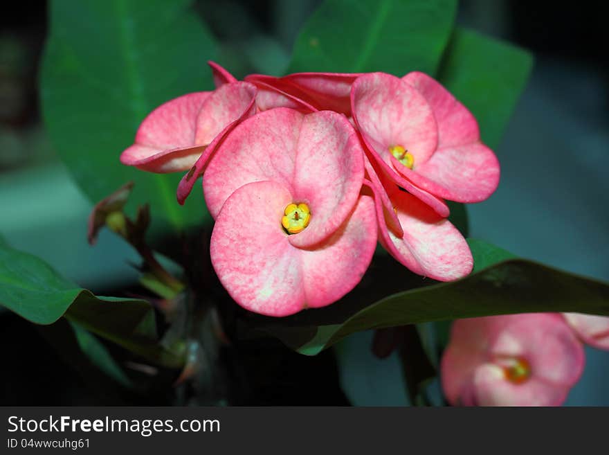 The pink flower of the Crown of Thorns. The pink flower of the Crown of Thorns