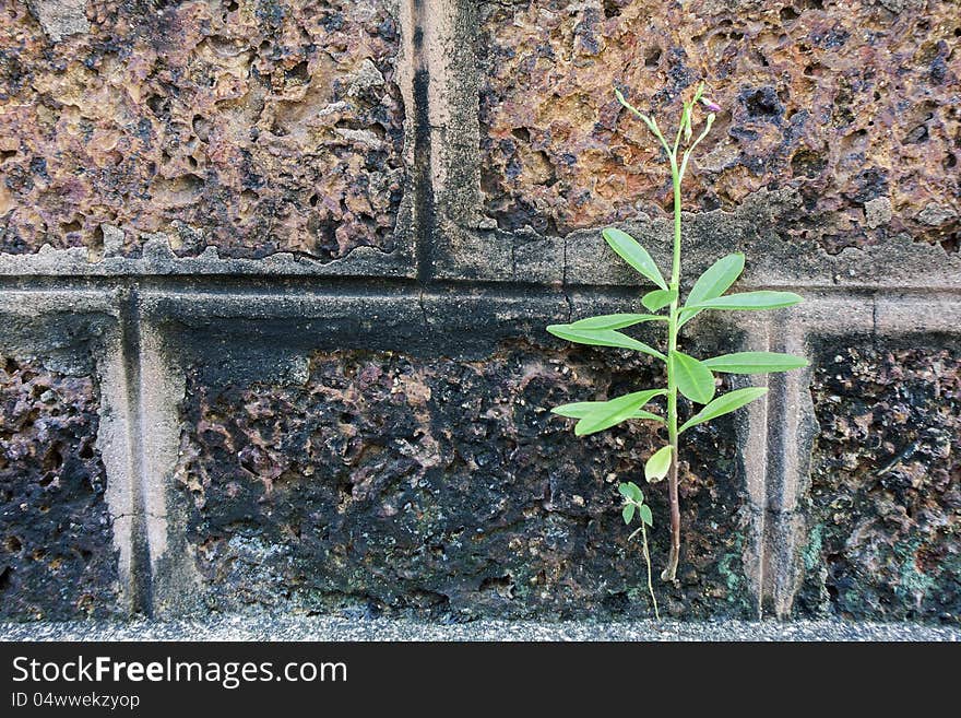 Small palnt grow on the old stonewall. Small palnt grow on the old stonewall