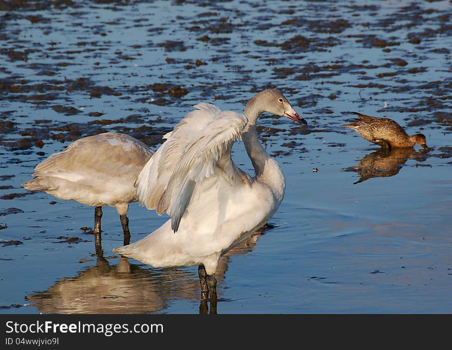 Wild Siberia swans in winter. These swans stop at a padi field in Chiba Prefecture of Japan in their migration.