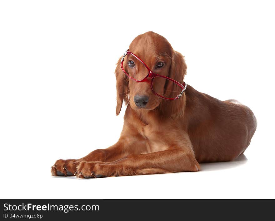 Setter puppy with glasses.  on white