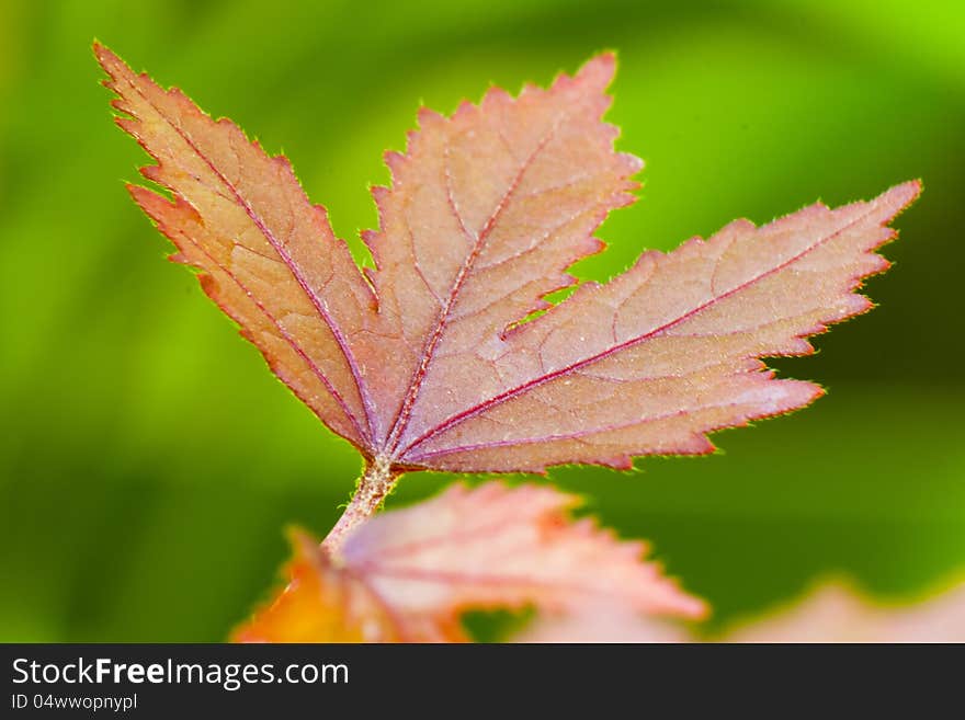 Red leaf