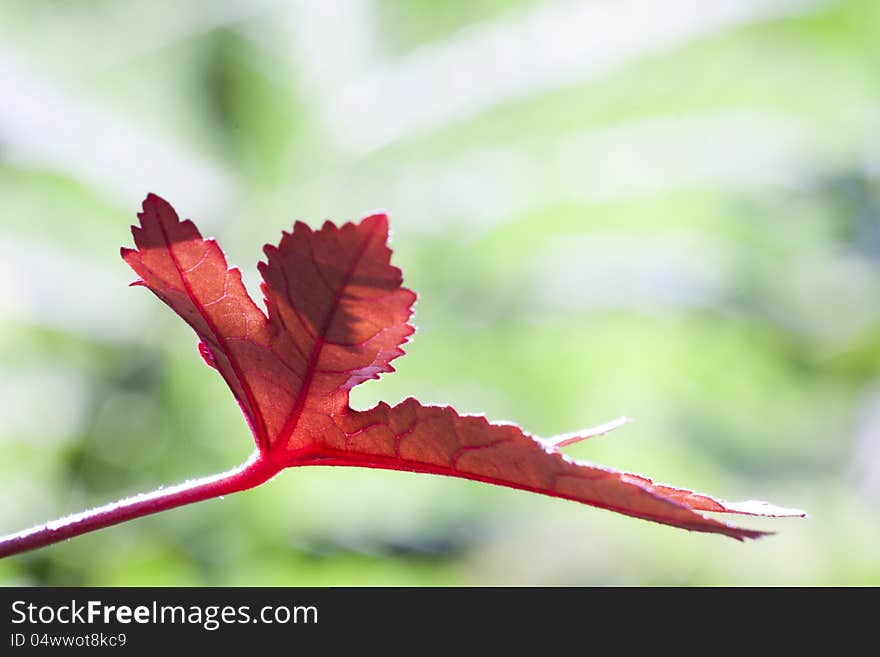 Red Leaf