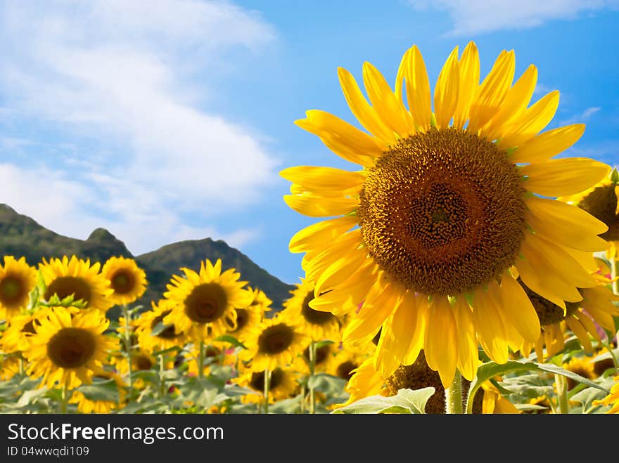 Sunflower field with blue sky background