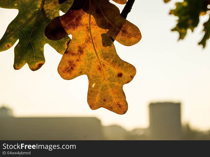 Backlit oak leaf on the bend of river Danube in Budapest, Hungary. Backlit oak leaf on the bend of river Danube in Budapest, Hungary