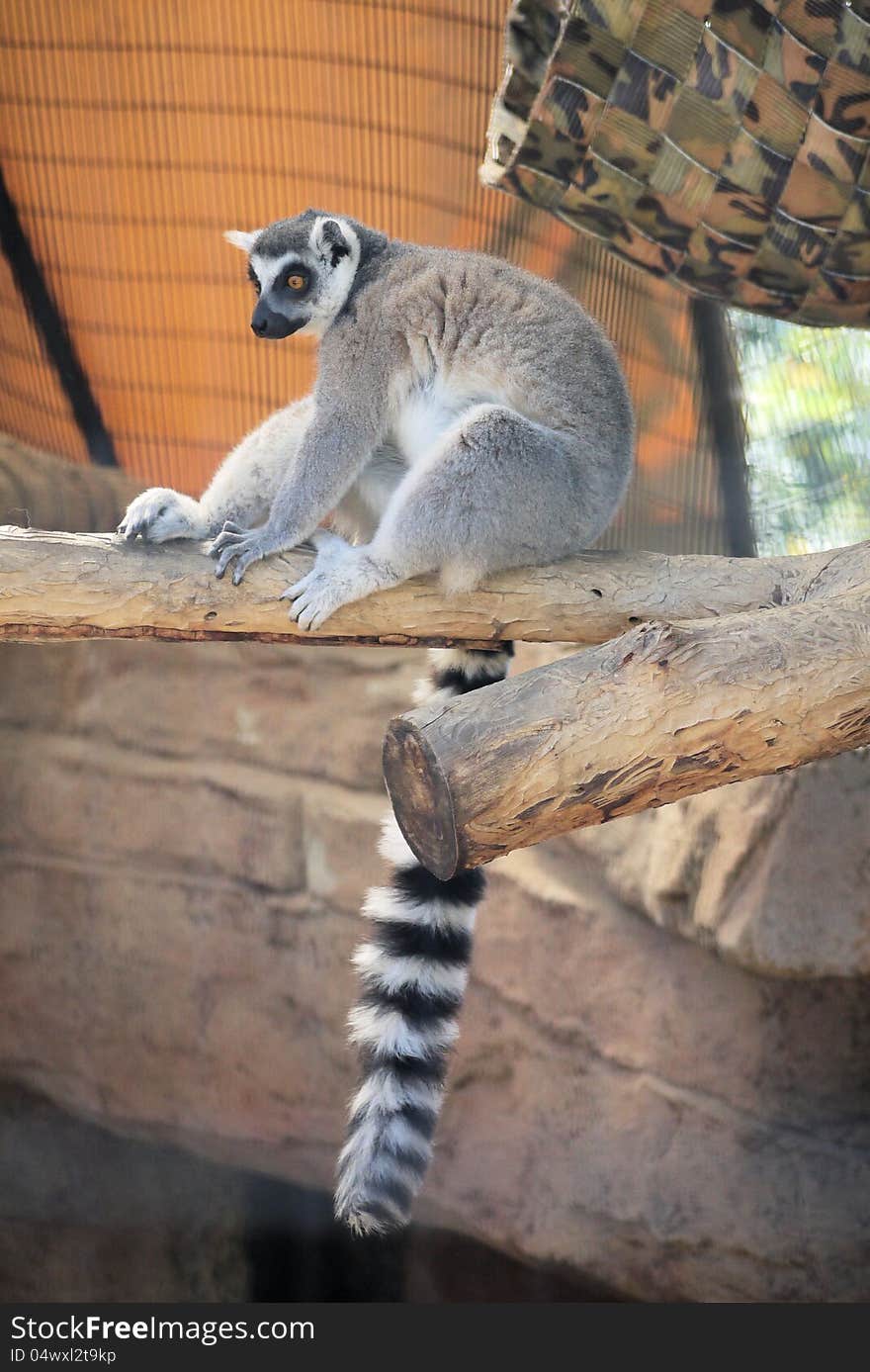 Ringtailed lemur on branch in a zoo