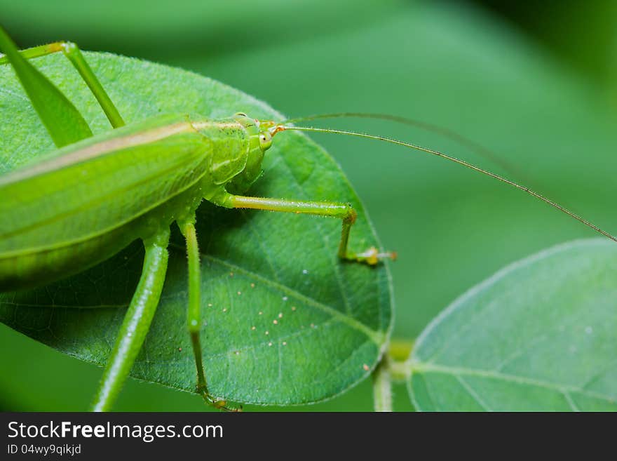 Great green bushcricket perched on a leaf