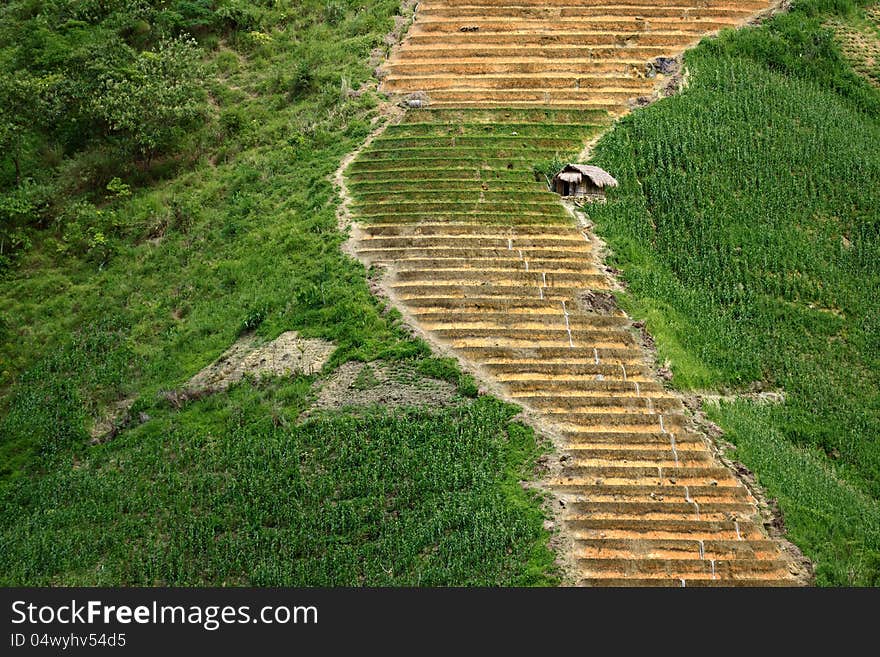 On the steep rice terraces, is a lonely hut