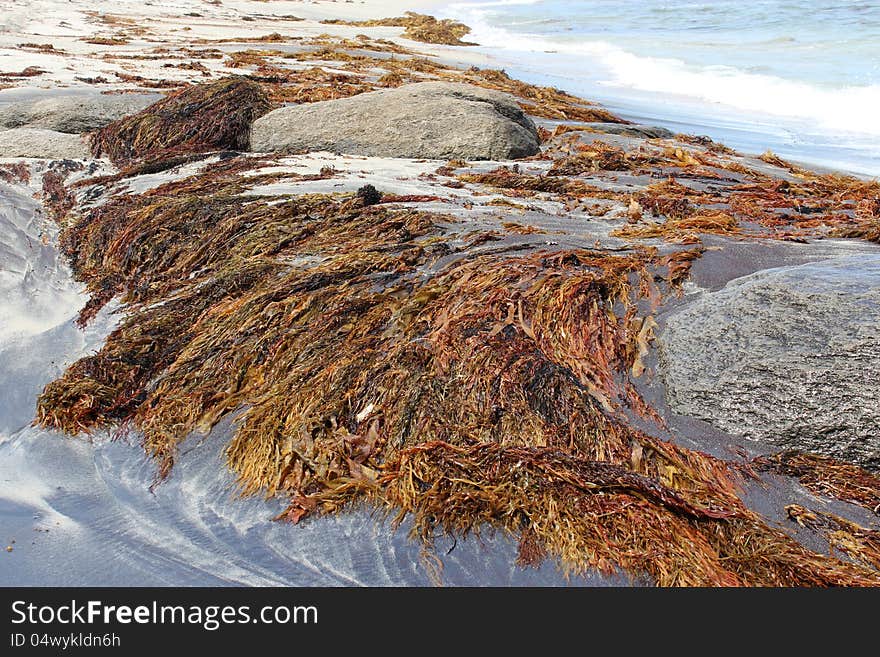 The rocky beach  draped with sea weed at Augusta Western Australia where the deep blue  Southern Ocean laps the pure white sand is a favourite fishing location. The rocky beach  draped with sea weed at Augusta Western Australia where the deep blue  Southern Ocean laps the pure white sand is a favourite fishing location.