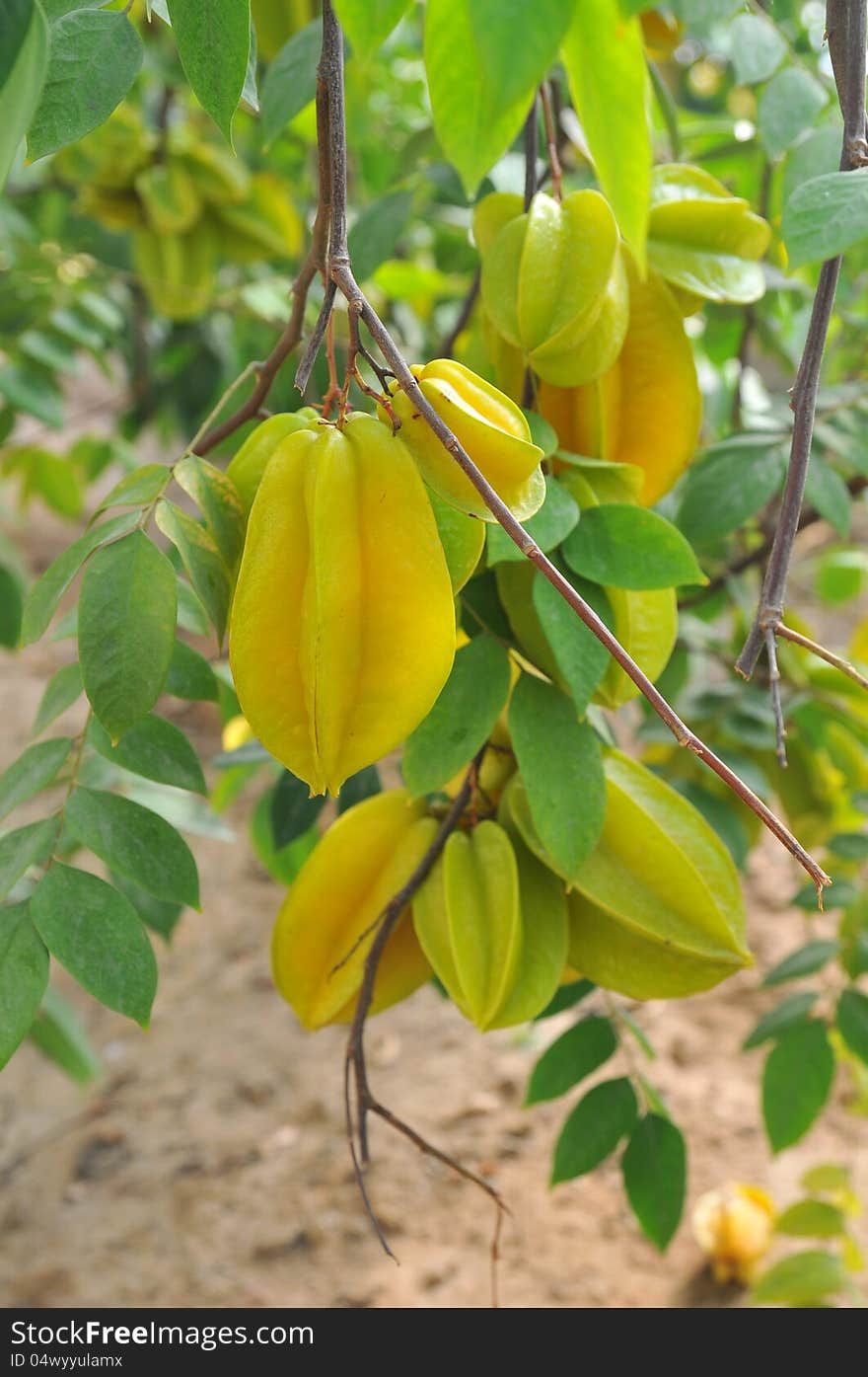 Carambole fruit  on the tree