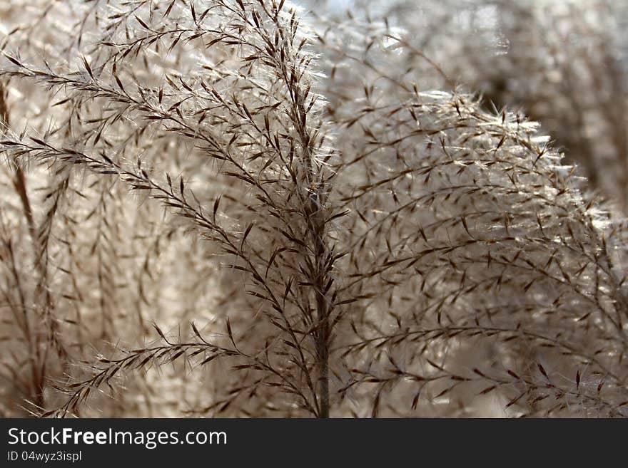 Gorgeous detail in the stem and seeds of fall ornamental grasses. Gorgeous detail in the stem and seeds of fall ornamental grasses.