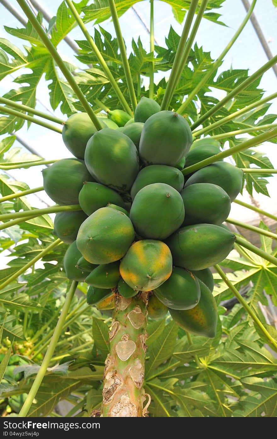 Cyan papaya tree, shooting in a Greenhouse