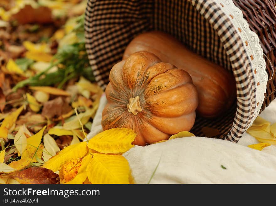 Harvested pumpkins with fall leaves