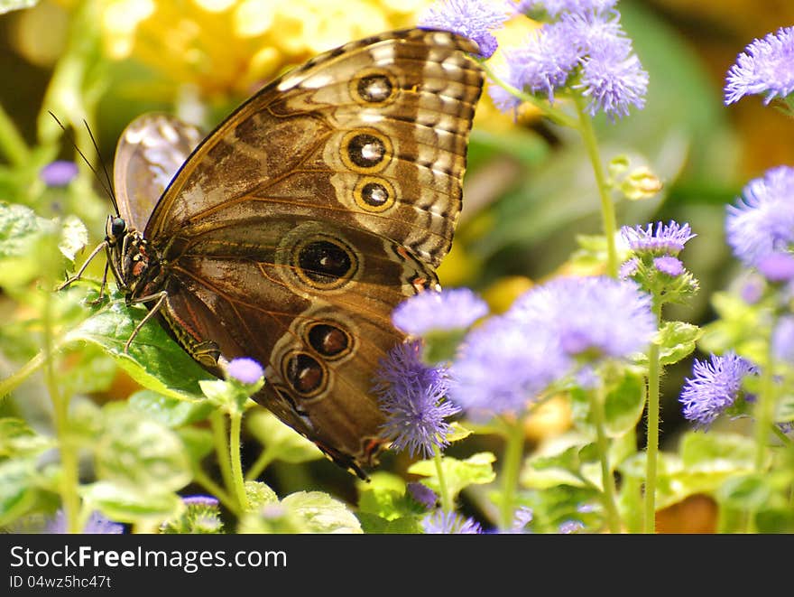 Brown huge butterfly with large spots that look like owl's eyes. Brown huge butterfly with large spots that look like owl's eyes.