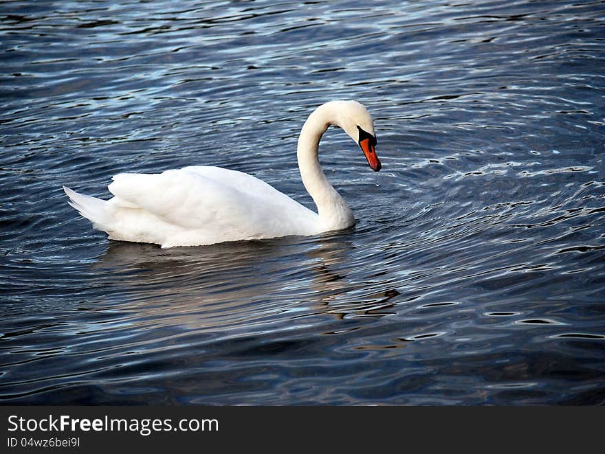 A white swan swims in a lake in Lucerne, Switzerland. A white swan swims in a lake in Lucerne, Switzerland