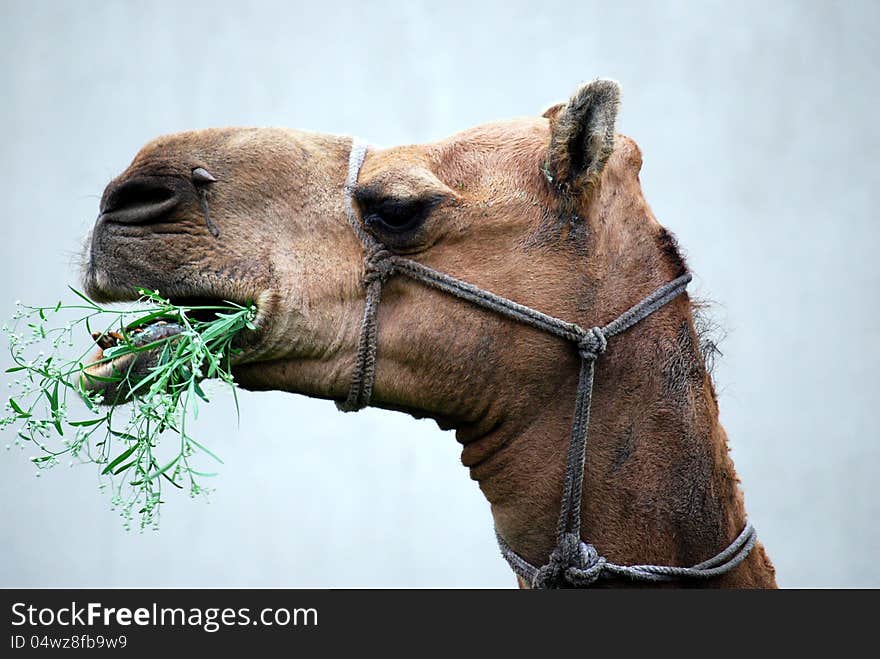 An Indian camel eats a weed during famine. An Indian camel eats a weed during famine