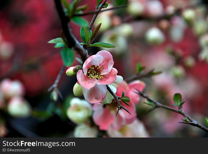 Japanese culture, cherry blossom, oriental cherry tree, beauty in nature, cherry tree, flower head. Japanese culture, cherry blossom, oriental cherry tree, beauty in nature, cherry tree, flower head