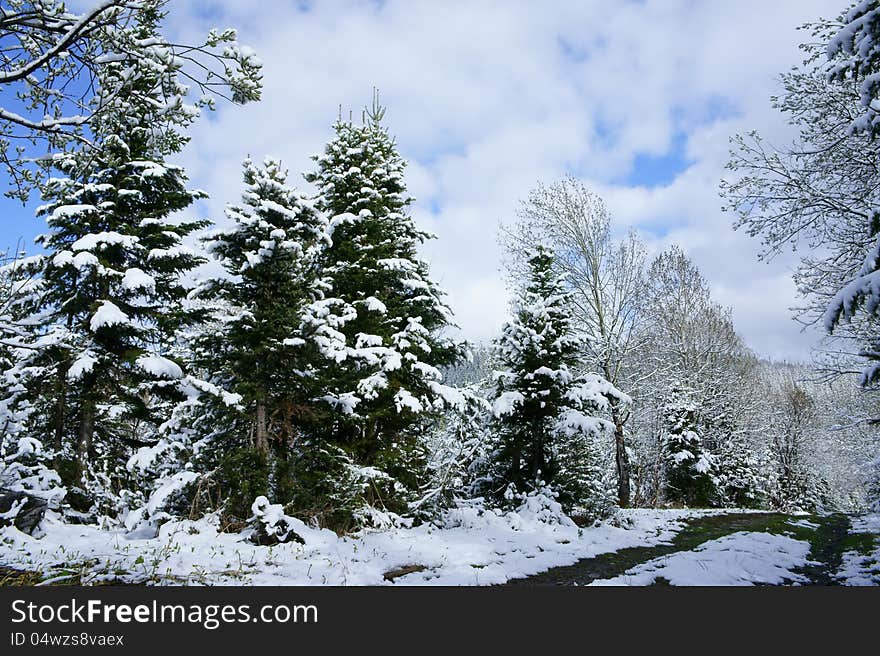 Christmas Trees.