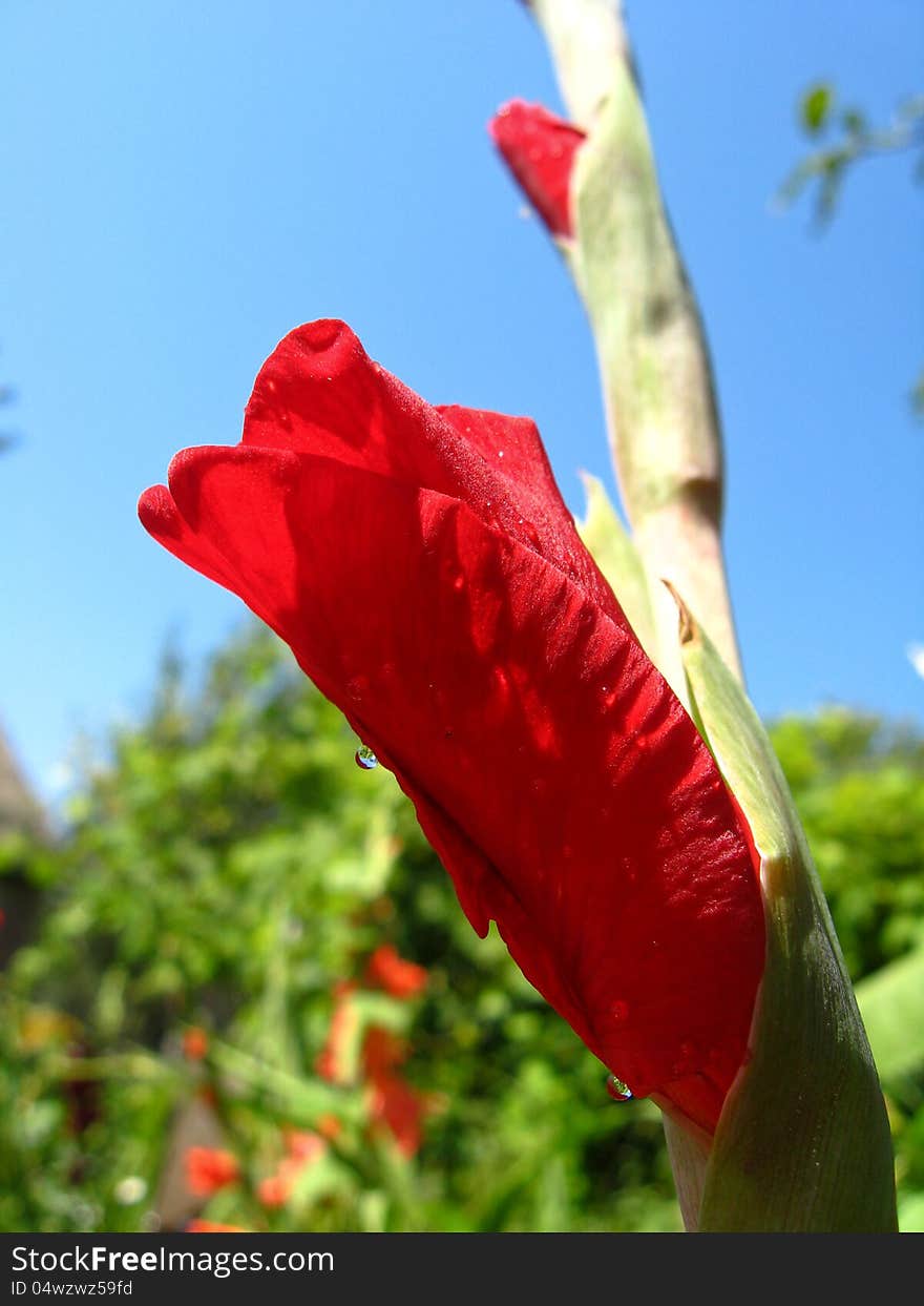 A beautiful flower of not dismissed gladiolus