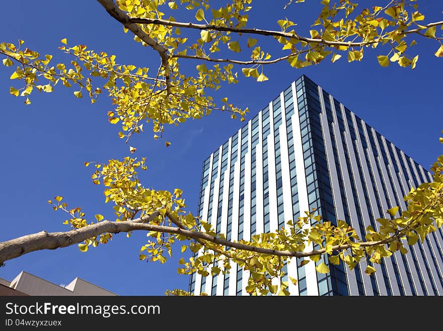 Autumn , Gold Trees and office building in a city. Autumn , Gold Trees and office building in a city