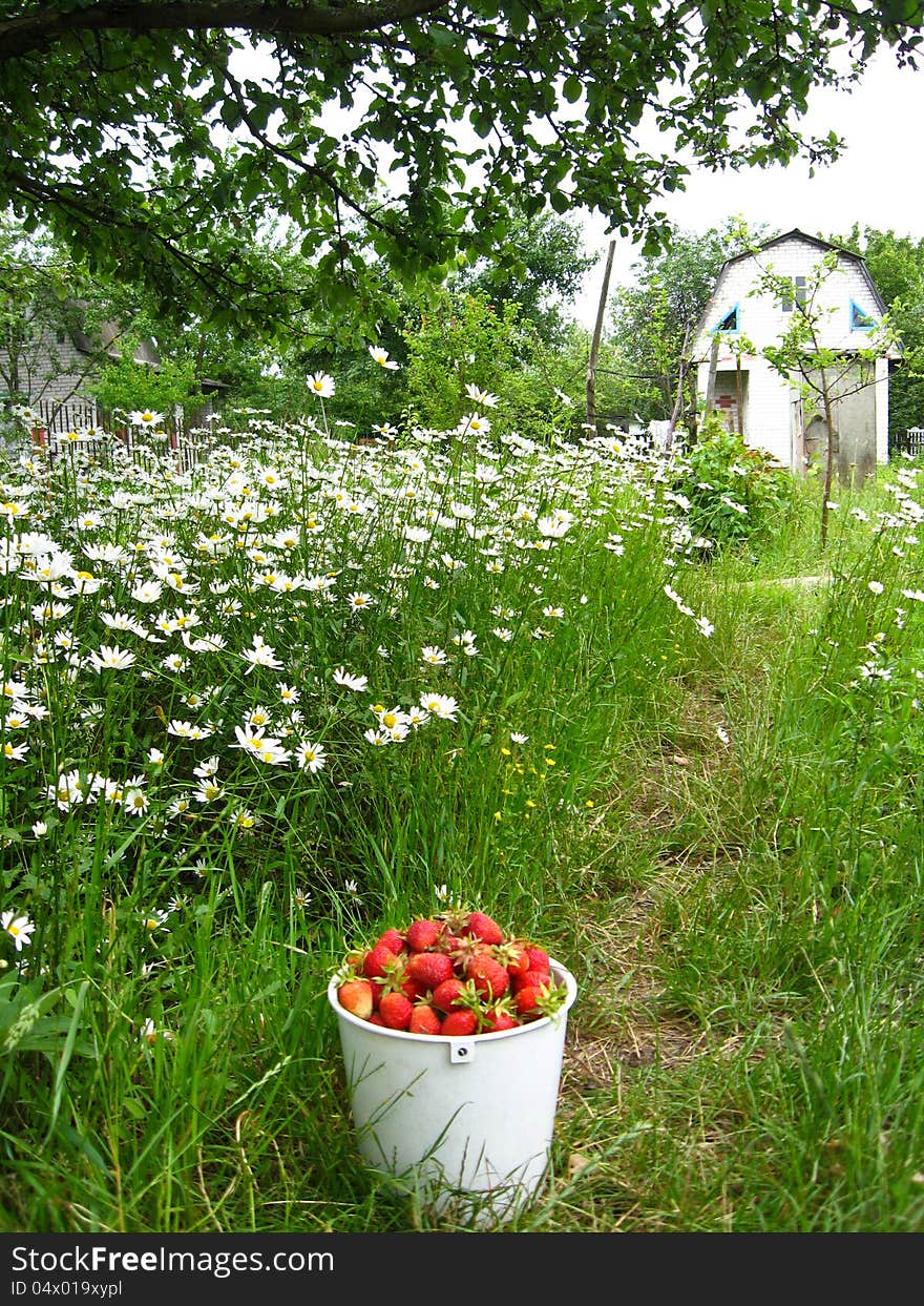 Full bucket with a strawberry on a background of a bed with camomiles