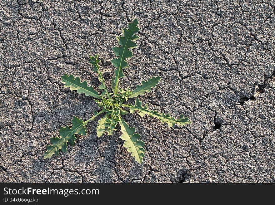 Green grass growing on dried cracked earth. Green grass growing on dried cracked earth