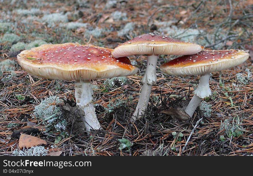 Three fly amanita. It's are poisonous and psychoactive fungus.