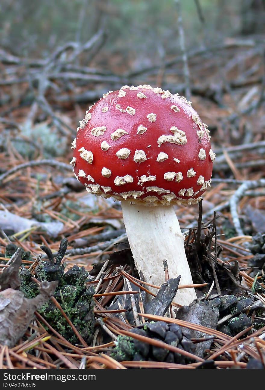 Fly amanita