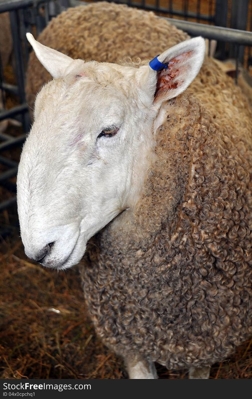 Champion Sheep at the 2012 Canterbury A&P Show