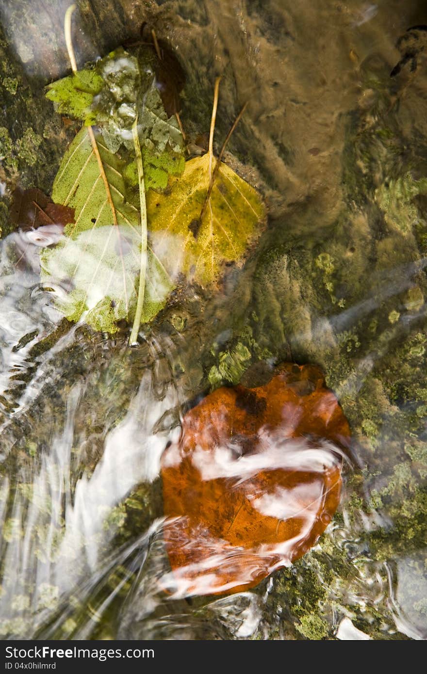 Autumn color of leaves under water