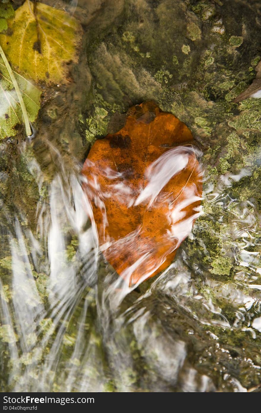 Autumn color of leaves under water