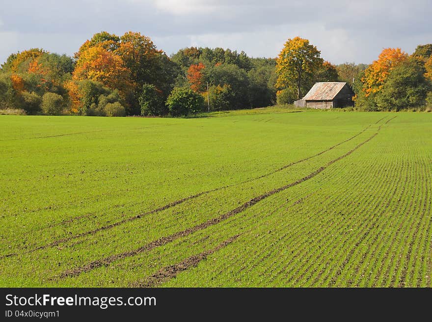 The house and field on a background of the sky. The house and field on a background of the sky