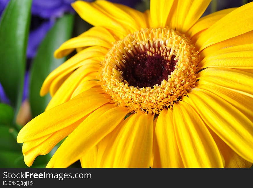 Yellow Flower