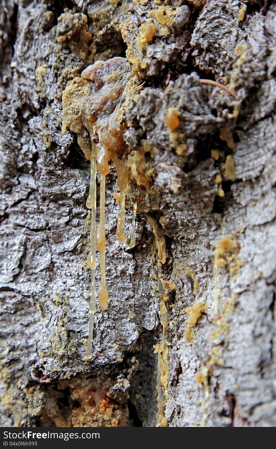 Weeping tree in Demanovska dolina, Slovakia