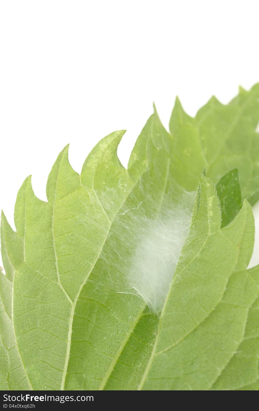 A cocoon of silk fastened to the underside of a stinging nettle leaf. A cocoon of silk fastened to the underside of a stinging nettle leaf