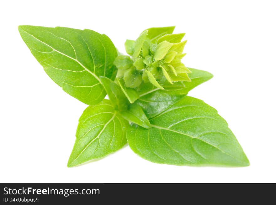 A branch of fresh green basil with flower buds isolated on a white background