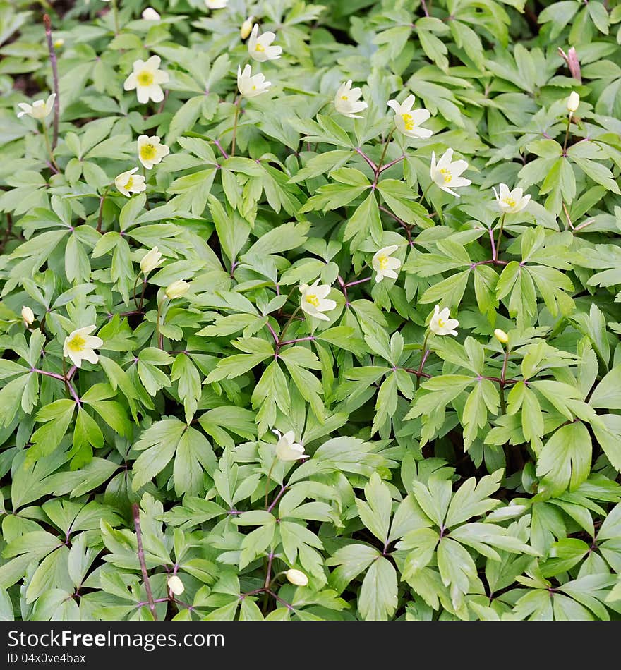 Beautiful white wood anemone (anemone nemorosa) flowers with leaves as a background. Beautiful white wood anemone (anemone nemorosa) flowers with leaves as a background