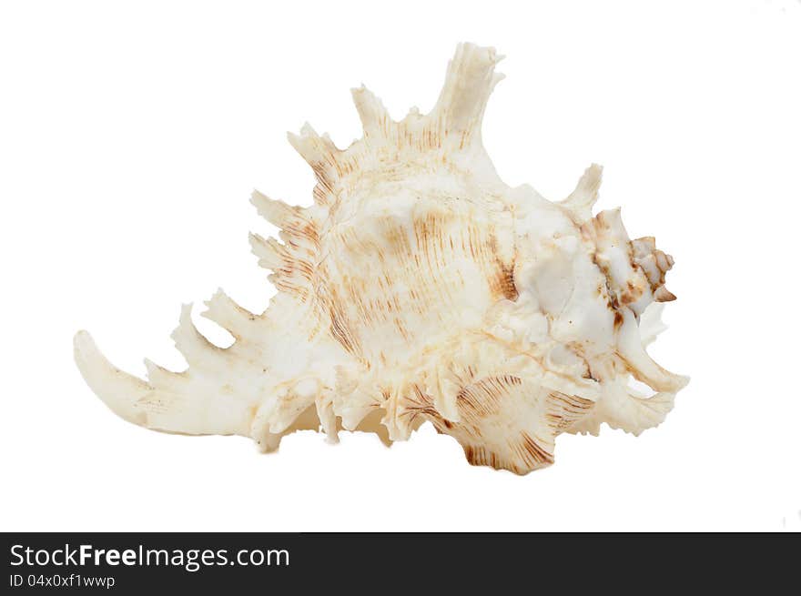 Sea Shell