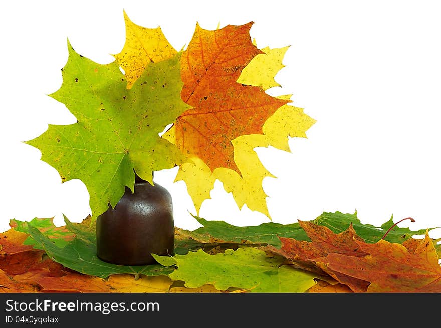 Autumn maple leaves on a white background