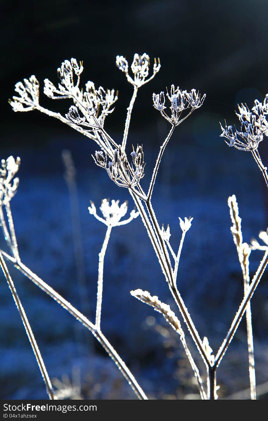 Frozen plant in Low Tatras mountains, Slovakia