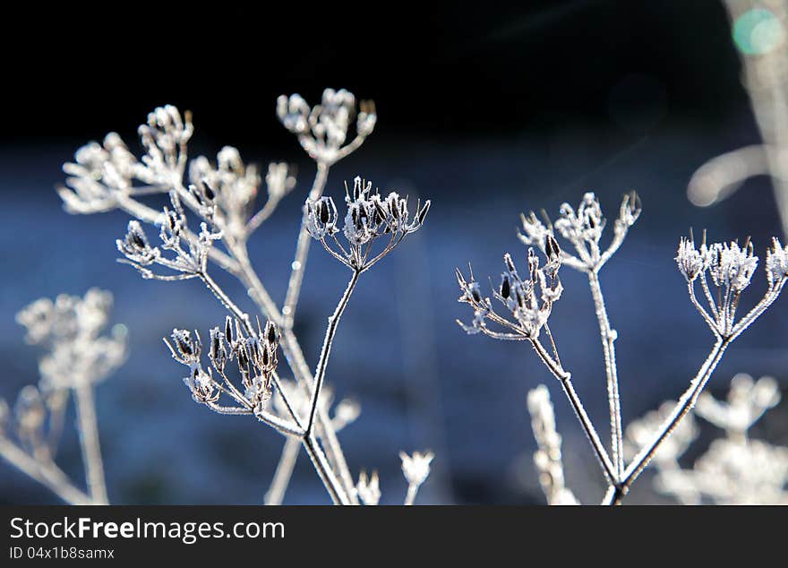 Frozen plant in Low Tatras mountains, Slovakia