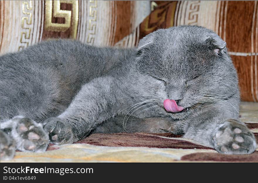 Scottish fold grey cat