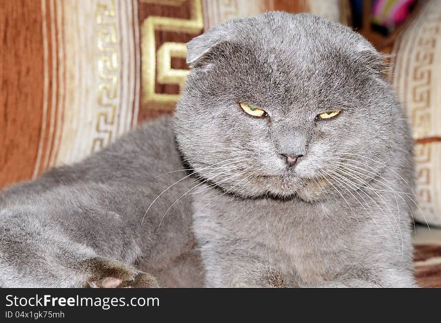 Scottish fold grey cat; lazy pet