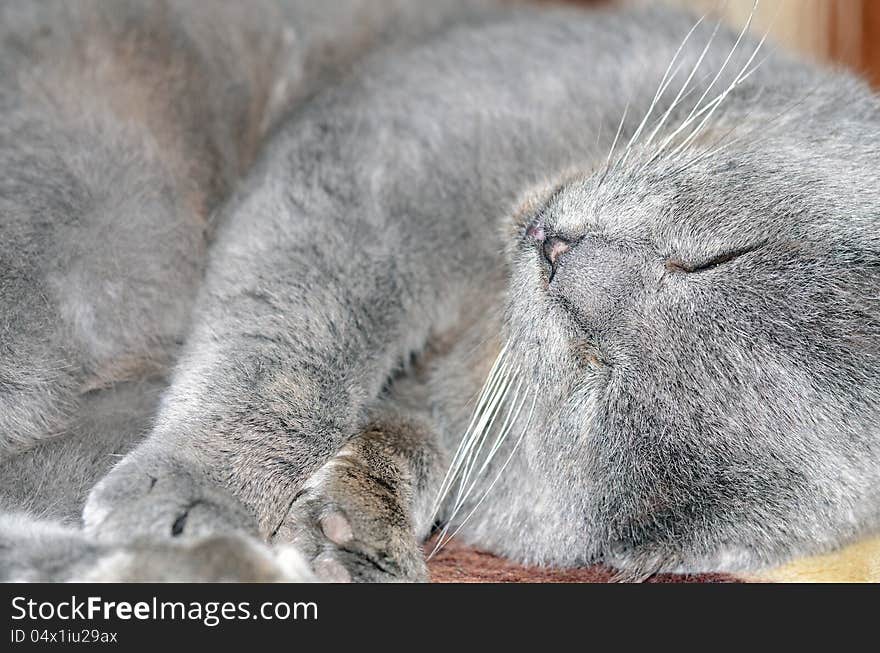 Scottish fold grey cat; lazy pet