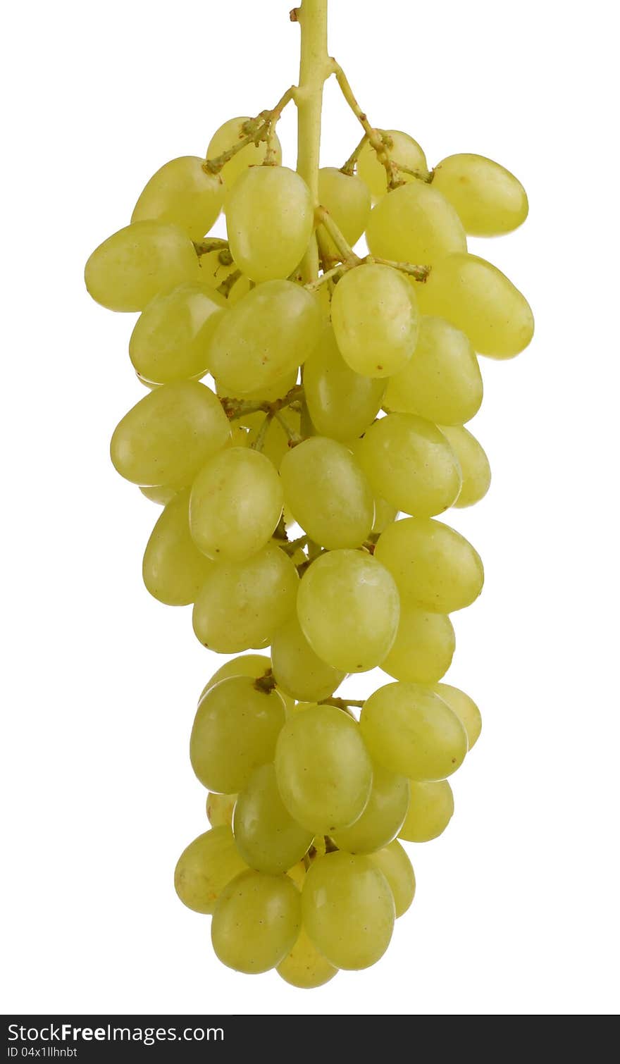 Branch Of Green Grapes