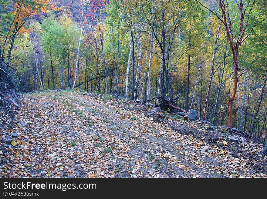 Autumnal Road