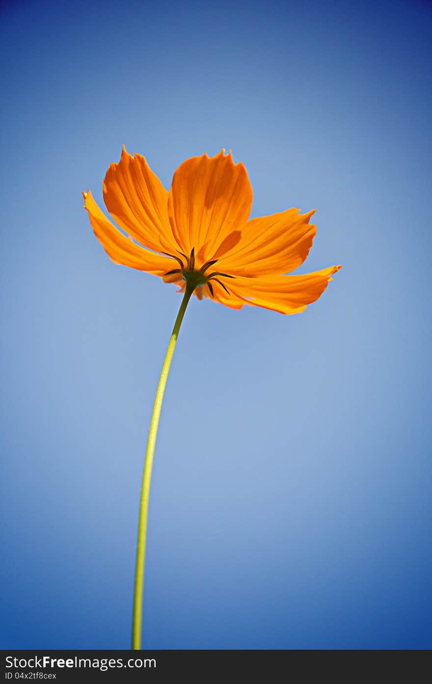 Cosmos flower against blue sky background