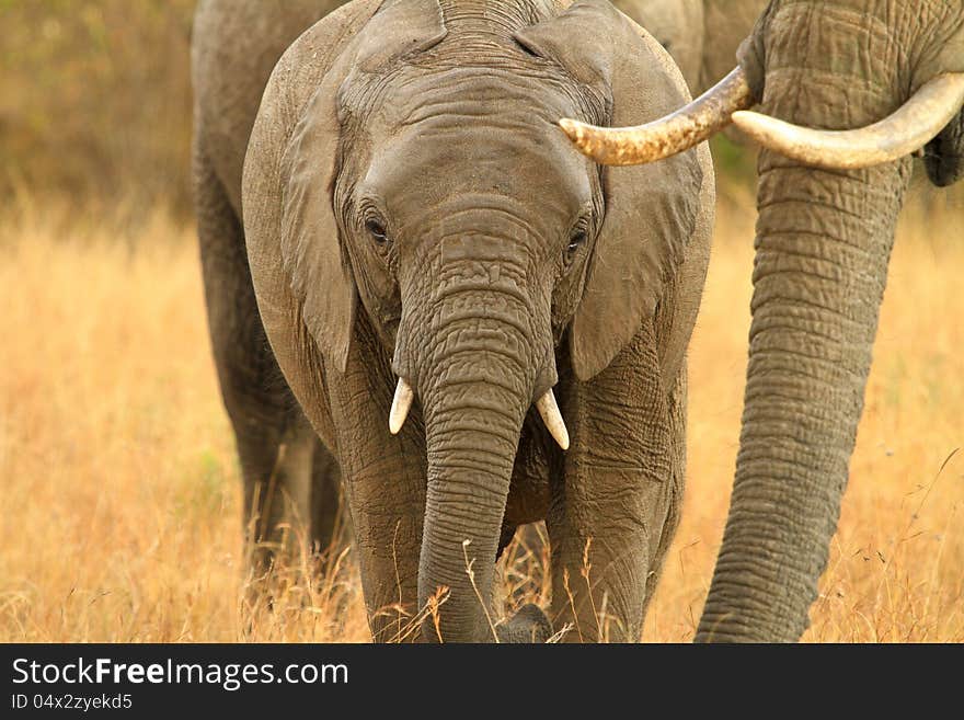 Baby elephant and mom in kenya