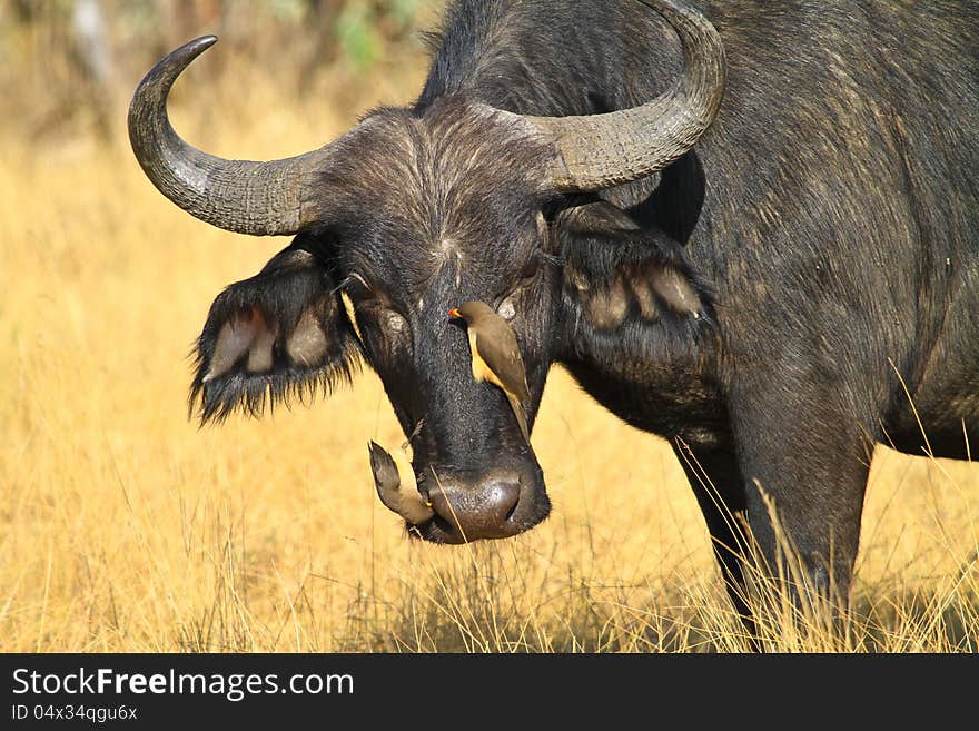 Oxpecker and buffalo